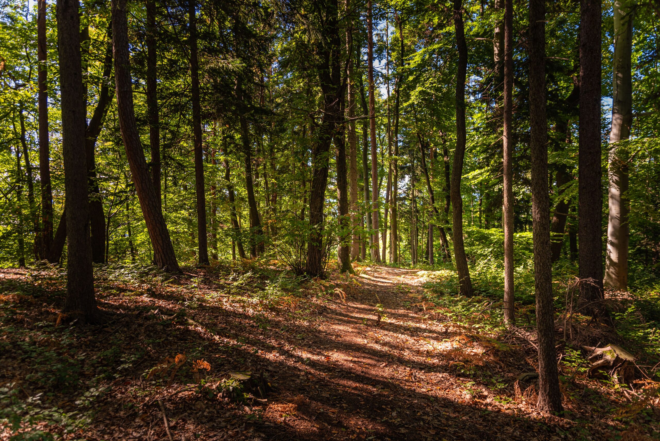 bois qui provient de forêt alsaciennes